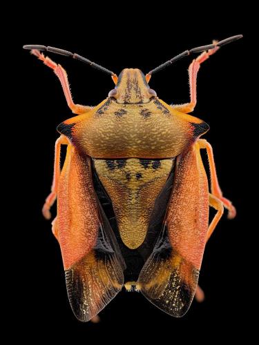 Réf. 328 224 : Carpocoris mediterraneus atlanticus